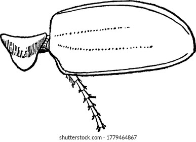 May Beetle is red-brown beetle having shiny wing covers, also known as June Bug. This figure represent Mesothorax of May Beetle, vintage line drawing or engraving illustration.
