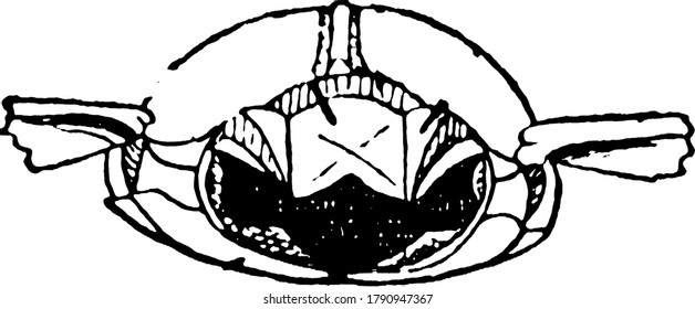 May Käfer ist ein roter brauner Käfer mit glänzenden Flügelabdeckungen, auch als June Bug bekannt. Diese Figur repräsentiert Metathorax von May Käfer, Vintage Linie Zeichnung oder Gravitation Illustration.