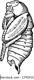 May Beetle is red-brown beetle having shiny wing covers, also known as June Bug. This figure represent Pupa of May Beetle, vintage line drawing or engraving illustration.