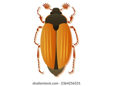 May Beetle Vector Art Isolated on White Background