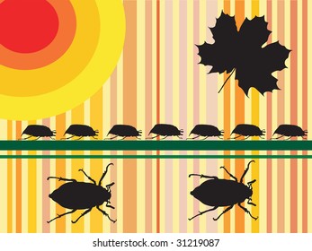 may beetles - vector