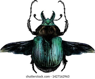 may bug scarab with wings top view, sketch vector graphic color illustration on white background