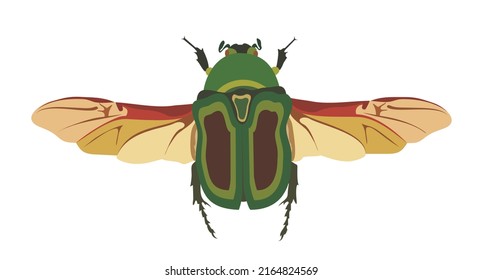 may bug scarab with wings top view, vector graphic color illustration on white background