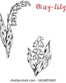 May flowers vector, botanical sketch isolated illustration on white background . Concept for print , logo, cards , label 