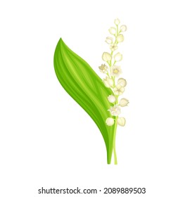 May lily flower. Lily of the valley plant, symbol of spring. Nature, flora, botany design element vector illustration