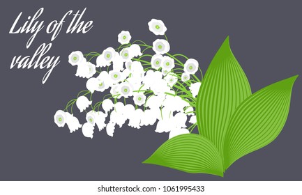May Lily. Vector Illustration with Lily of the Valley. Beautiful Template with Convallaria Flowers. Spring Flowers in Hipster Style for Design, Card, Greeting, Invitation, Wedding, Poster, Banner.