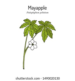 Mayapple (Podophyllum peltatum), or wild mandrake, ground lemon, medicinal plant. Hand drawn botanical vector illustration