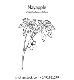 Mayapple (Podophyllum peltatum), or wild mandrake, ground lemon, medicinal plant
