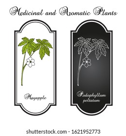 Mayapple (Podophyllum peltatum), or wild mandrake, ground lemon, medicinal plant. Hand drawn botanical vector illustration