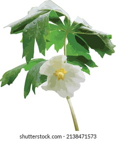 Mayapple Woodland Wildflower  Vector Image 