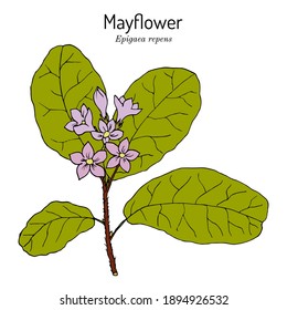 Mayflower Or Trailing Arbutus (Epigaea Repens), State Flower Of Massachusetts. Vector Hand Drawn Illustration