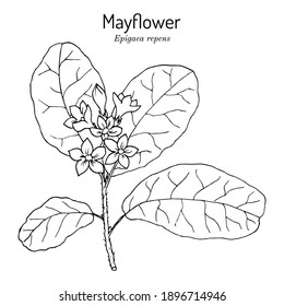 Mayflower Or Trailing Arbutus (Epigaea Repens), State Flower Of Massachusetts. Vector Hand Drawn Illustration