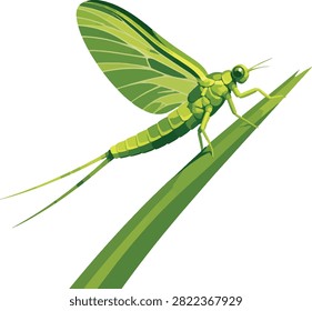 mayfly alighting on reed side profile facing right full body, aquatic insect, vector illustration