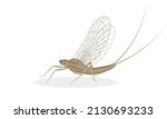 Mayfly, isolated on the white background. vector illustration.