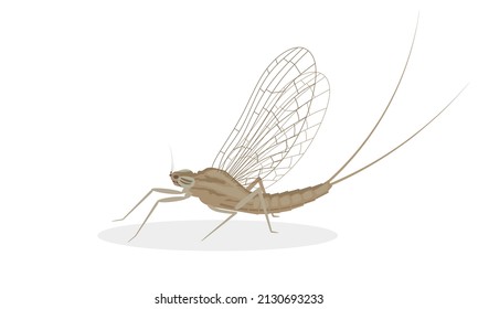 Mayfly, isolated on the white background. vector illustration.