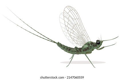 276 Mayfly illustration Images, Stock Photos & Vectors | Shutterstock