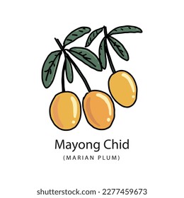 Mayong Chid in Thai language it mean “Sweet Yellow Marian Plum”