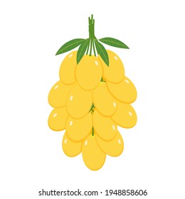 Mayongchit(Sweet yellow marian plum)with green leaf Thai fruit.Flat design.Isolated on white background.