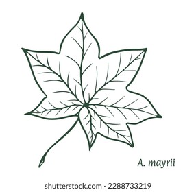 Mayra-Ahornblatt. Die Skizze wird von Hand gezeichnet, in Tinte mit Bleistift. Namen auf Latein. Acer mayrii. Einzeln auf weißem Hintergrund. Vektorgrafik.