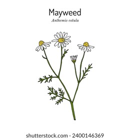 Mayweed, or Stinking chamomile (Anthemis cotula), edible and medicinal plant. Hand drawn botanical vector illustration