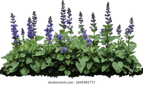 Mazus reptans com Ajuga reptans set, cobertura vegetal botânica, plantas de tapete de jardim, corte isolado, folhagem realista, ilustração vetorial, projeto de paisagismo, tolerante de sombra perenes