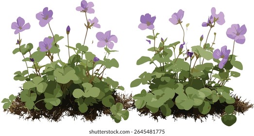 Mazus reptans Creeping mazus set, frontal isolado, ilustração vetorial, planta de cobertura do solo, folhagem perene, penhasco botânico, paisagismo jardim, flora viveiro, projeto de horticultura.