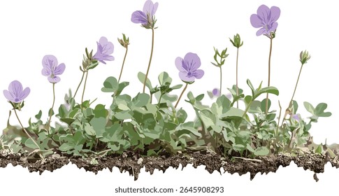 Mazus reptans cobertura do solo, Creeping mazus coleção frontal isolado fundo transparente, ilustração vetorial, clipart botânico, planta de jardim, tapete perene, folhagem paisagem.