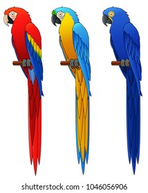 Mcaw Parrot set. Isolated on white background. Vector illustration