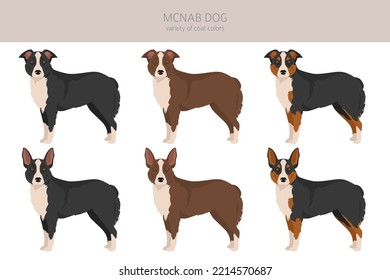 McNab dog clipart. All coat colors set.  All dog breeds characteristics infographic. Vector illustration