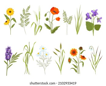 Meadow blossom flowers, field plants and medicinal wild herbs. Hay and cotton grass, gaillardia, sedge and sunflower. Wildflower vector set. Illustration of blossom flower meadow