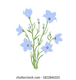 Meadow bluebell vector illustration of a flower
