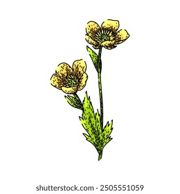 Prado Buttercup dibujado a mano. Flor silvestre perenne, jardín de pétalos, bosquejo de Vector de Buttercup de prado de plantas de naturaleza. ilustración de color aislado