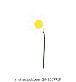 Flor de manzanilla pradera. Hermosa flor para hacer diseños de prados de verano y primavera. Ilustración vectorial.