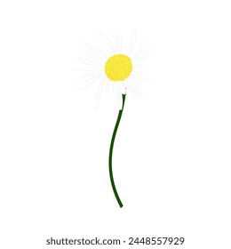 Meadow chamomile flower. Beautiful flower for making summer and spring meadow  designs. Vector illustration.