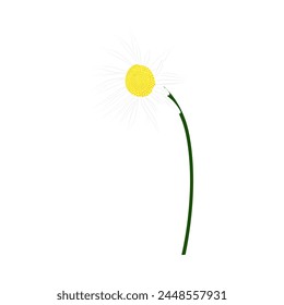 Meadow chamomile flower. Beautiful flower for making summer and spring meadow  designs. Vector illustration.