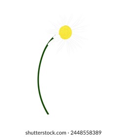 Meadow chamomile flower. Beautiful flower for making summer and spring meadow  designs. Vector illustration.