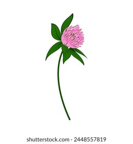 Wiese Kleeblume. Schöne Blume für die Herstellung von Sommer- und Frühlingswiesen-Designs. Vektorillustration.