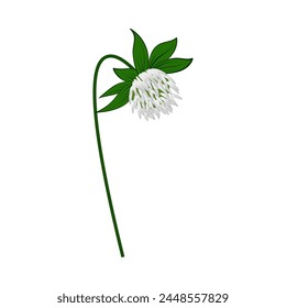 Meadow clover flower. Beautiful flower for making summer and spring meadow  designs. Vector illustration.