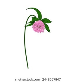 Meadow clover flower. Beautiful flower for making summer and spring meadow  designs. Vector illustration.