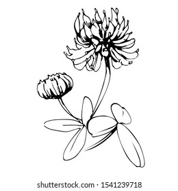 meadow clover flower with leaves and bud vector illustration in black ink isolated on white background in hand drawn style