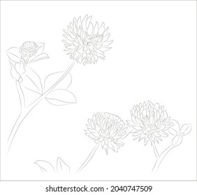 Meadow clover. Vector illustration. Flower collection. All elements are isolated