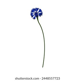 Meadow cornflower flower. Beautiful flower for making summer and spring meadow  designs. Vector illustration.