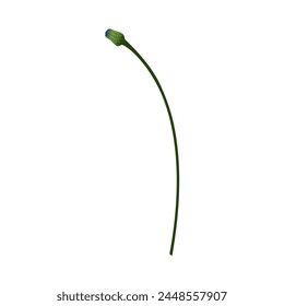 Wiese Kornblume. Schöne Blume für die Herstellung von Sommer- und Frühlingswiesen-Designs. Vektorillustration.