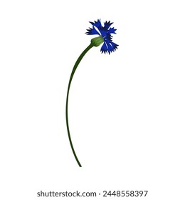 Meadow cornflower flower. Beautiful flower for making summer and spring meadow  designs. Vector illustration.