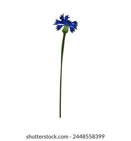 Meadow cornflower flower. Beautiful flower for making summer and spring meadow  designs. Vector illustration.