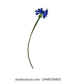 Meadow cornflower flower. Beautiful flower for making summer and spring meadow  designs. Vector illustration.
