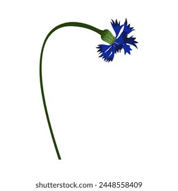 Flor de maíz pradera. Hermosa flor para hacer diseños de prados de verano y primavera. Ilustración vectorial.
