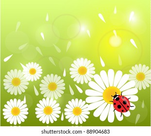 Meadow with daisies and ladybird. Vector