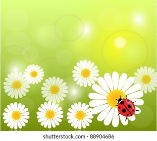 Meadow with daisies and ladybird. Vector