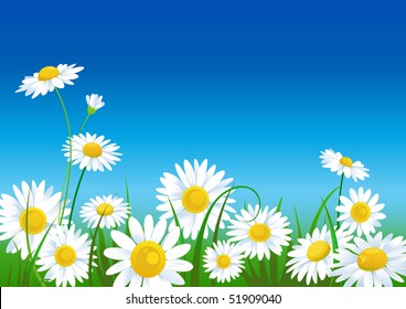 meadow with daisies with space for text